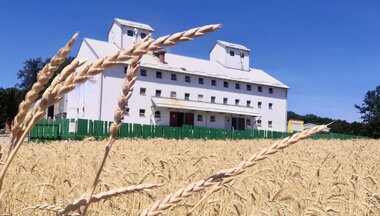 Špalda: starodávna obilnina, ktorá si našla miesto v modernej kuchyni Špalda: starodávna obilnina, ktorá si našla miesto v modernej kuchyni